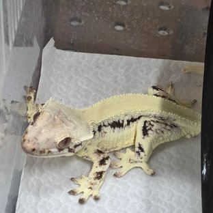 릴리화이트 솔리드백