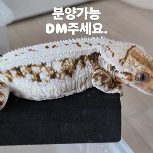릴리화이트 트라이