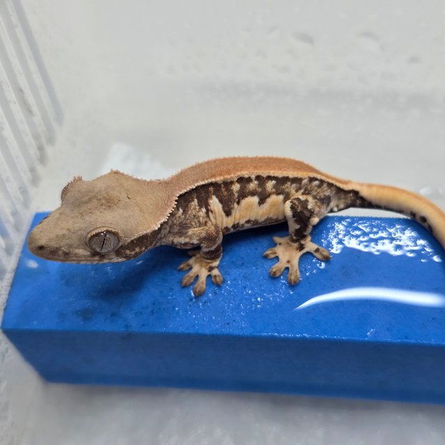 릴리화이트 솔리드백