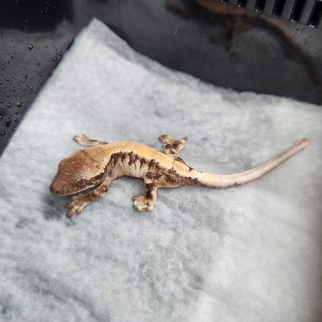 릴리화이트 트라이 익스트림할리퀸