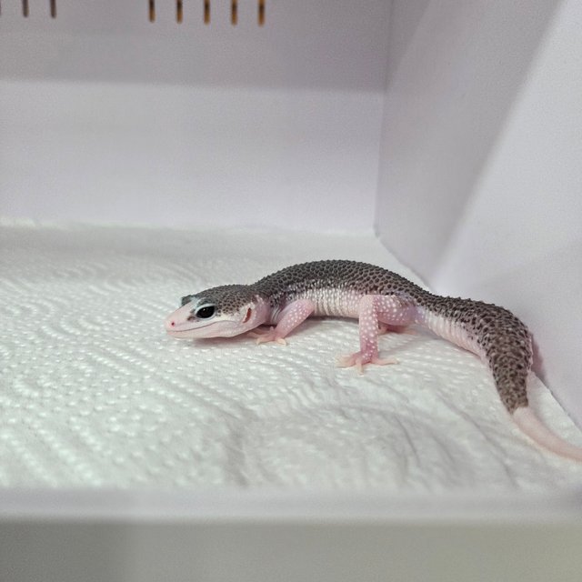 갤럭시 블랙나이트