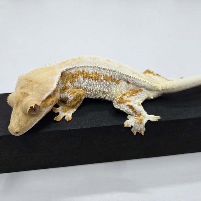 크림 릴리화이트