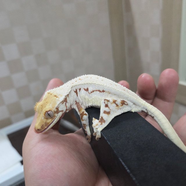 릴리화이트 레드