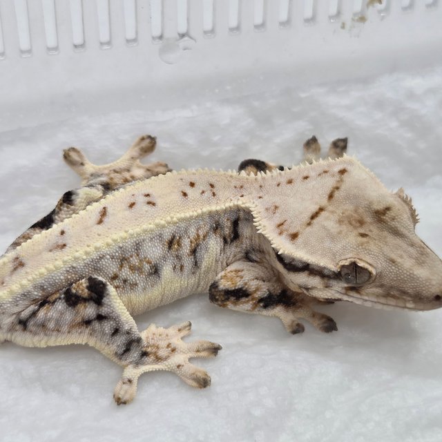 릴리화이트 트라이