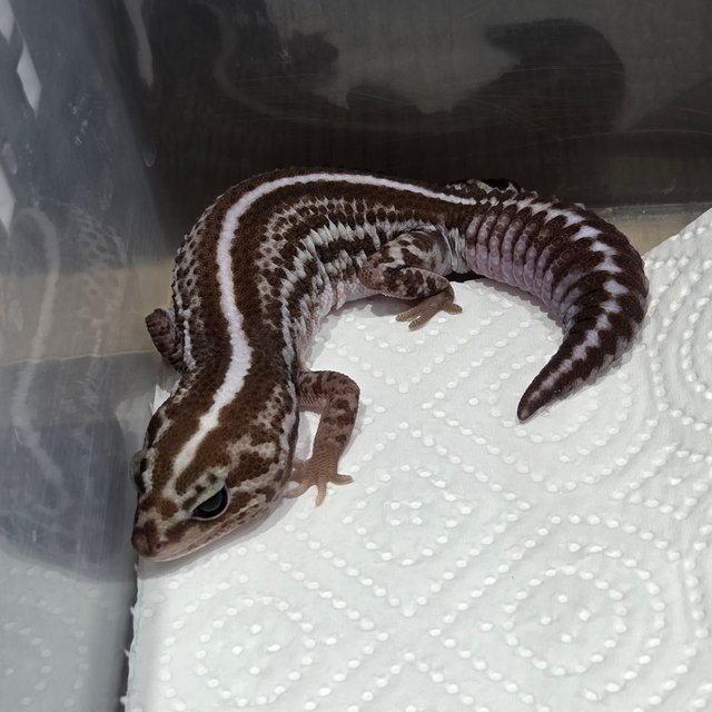 오레오 패턴리스