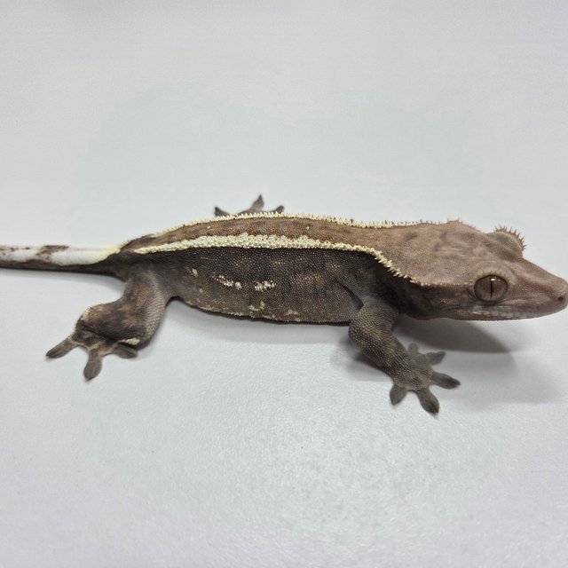 카푸치노 엠티백