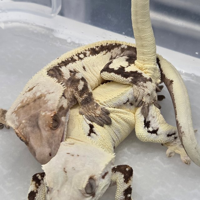 세이블 쿼드 화이트스팟