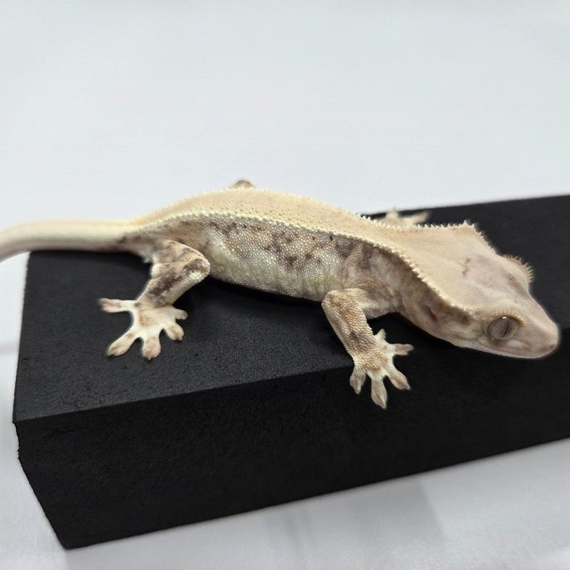 릴리화이트 솔리드백