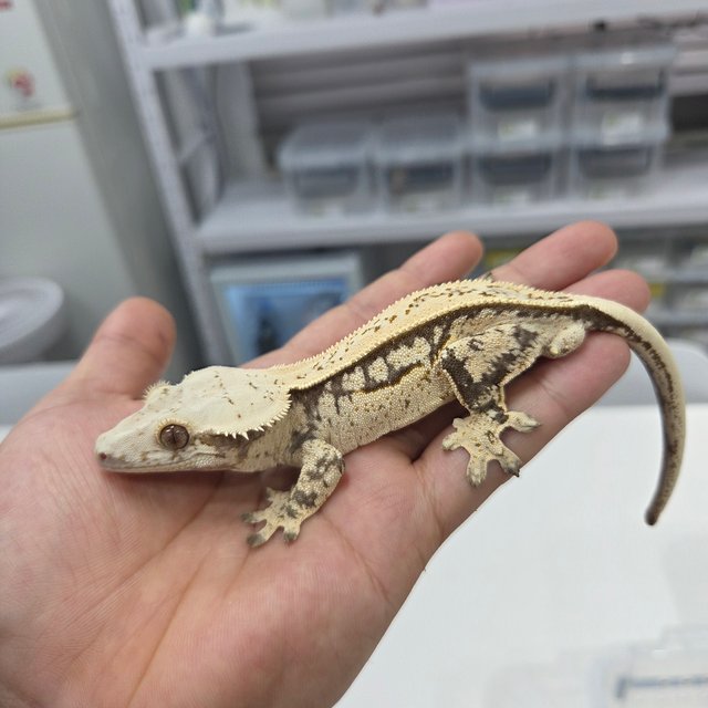 쿼드 화이트스팟 풀핀 핀스트라이프