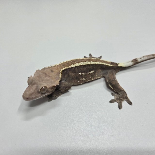 카푸치노 엠티백