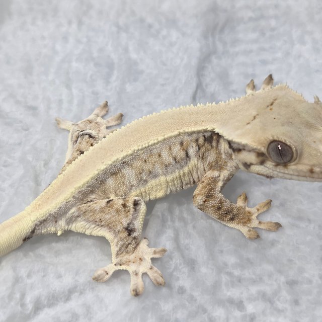 릴리화이트 솔리드백