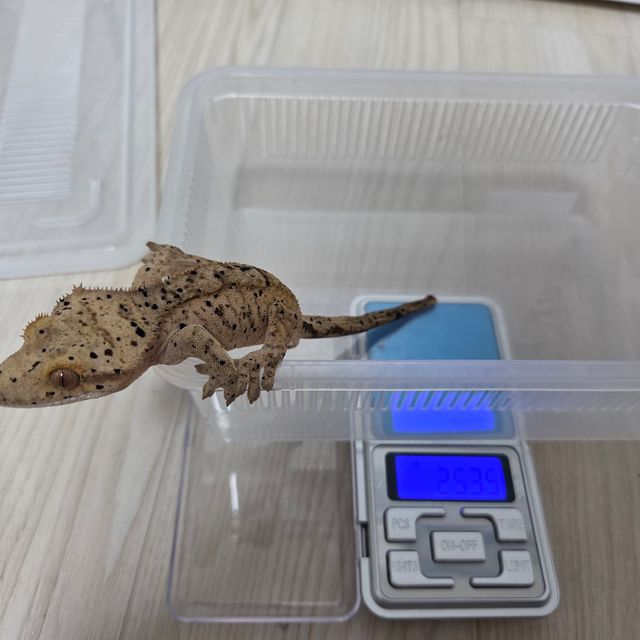 슈퍼달마시안
