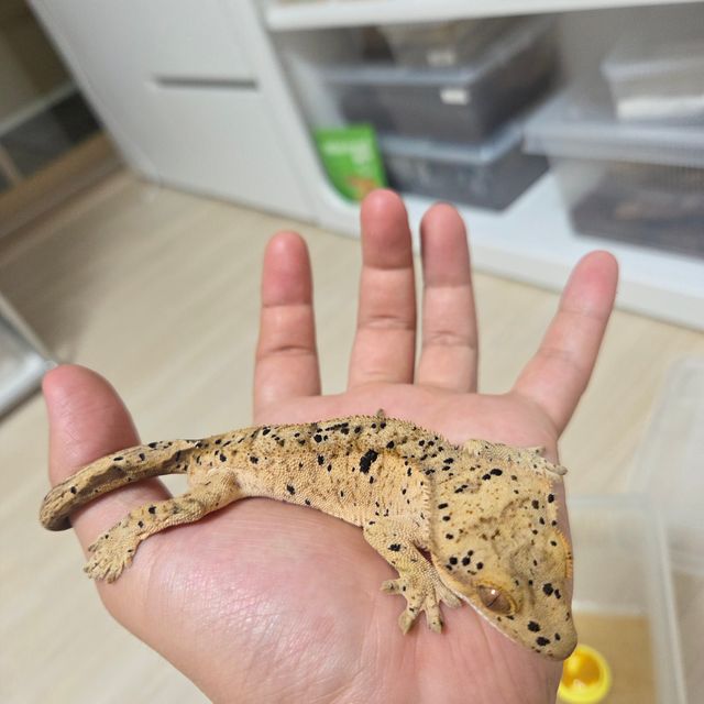 슈퍼달마시안