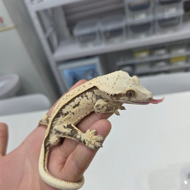 쿼드 화이트스팟 풀핀 핀스트라이프