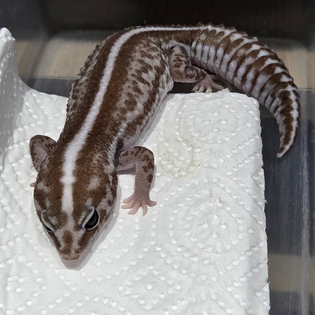 오레오 패턴리스