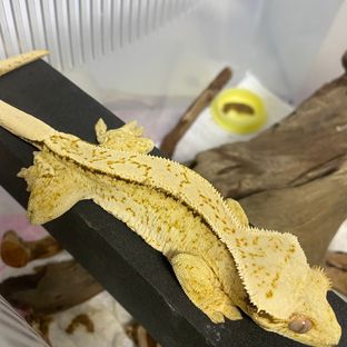 노멀 트라이 풀핀 화이트스팟 핀스트라이프