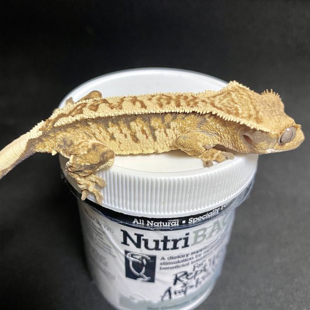 노멀 화이트스팟 익스트림할리퀸 핀스트라이프 드리피 텐저린