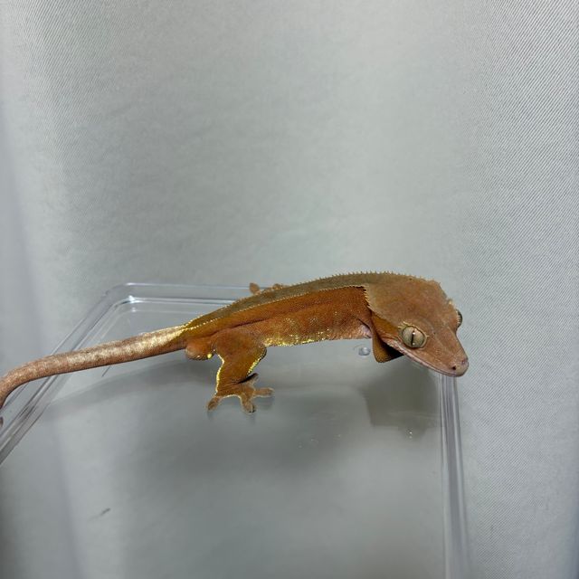 레드 바이