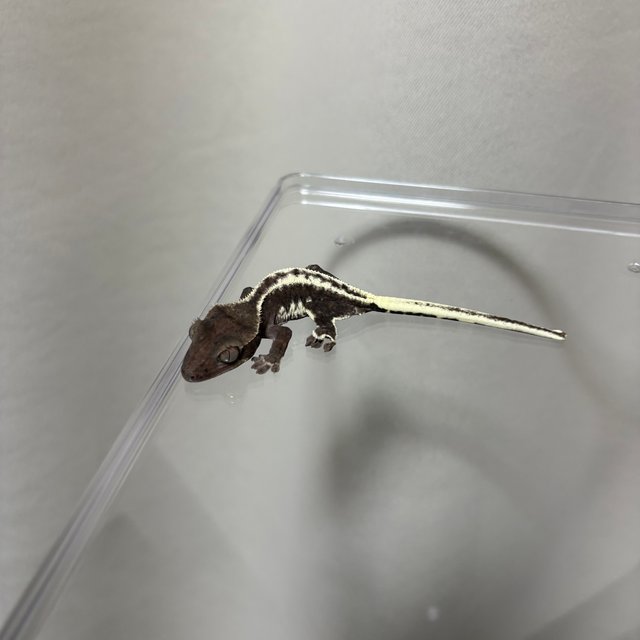 릴잔틱