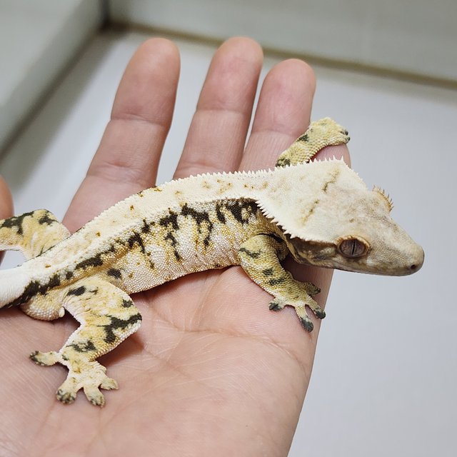 트라이 익스트림할리퀸