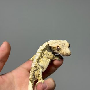 화이트스팟 익스트림할리퀸