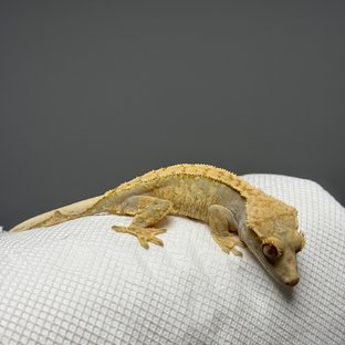 노멀 화이트스팟