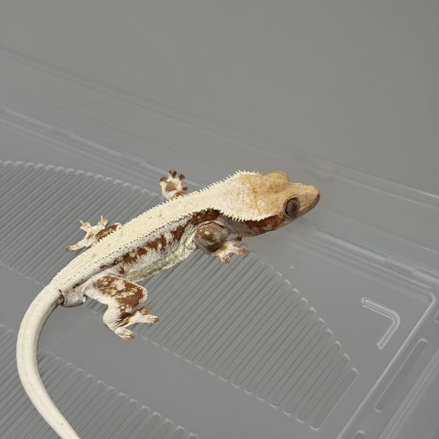 레드 릴리화이트