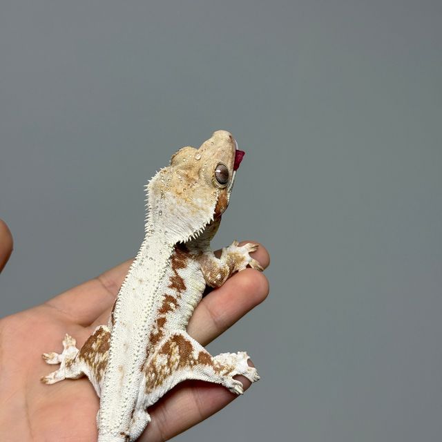 레드 릴리화이트