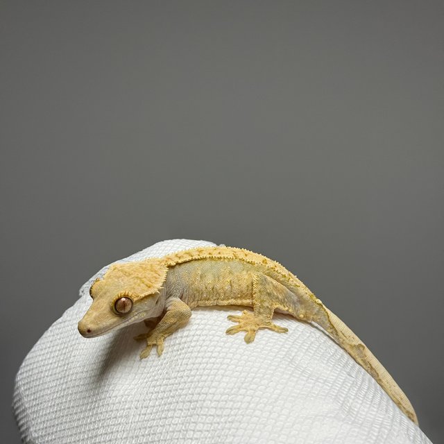 노멀 화이트스팟