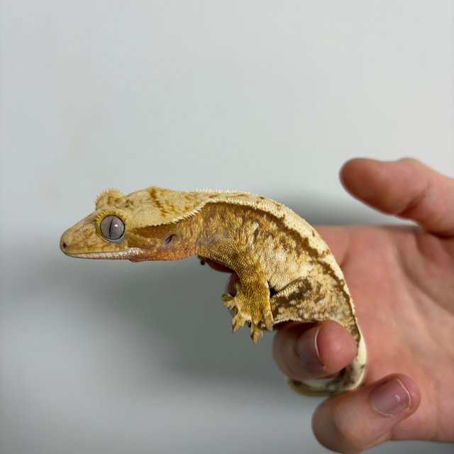 레드 트라이 익스트림할리퀸