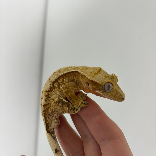 레드 트라이 익스트림할리퀸