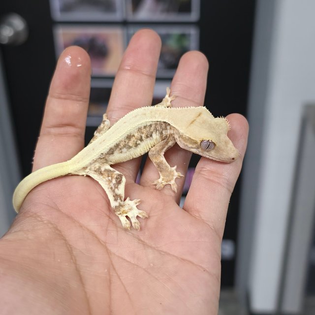 트라이 릴리화이트