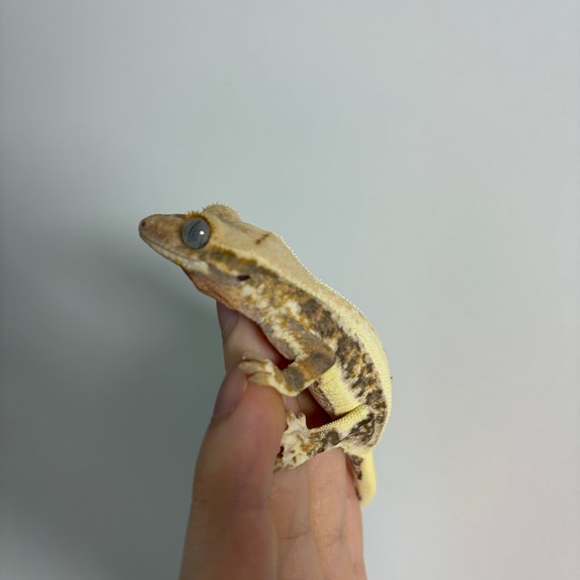 트라이 릴리화이트