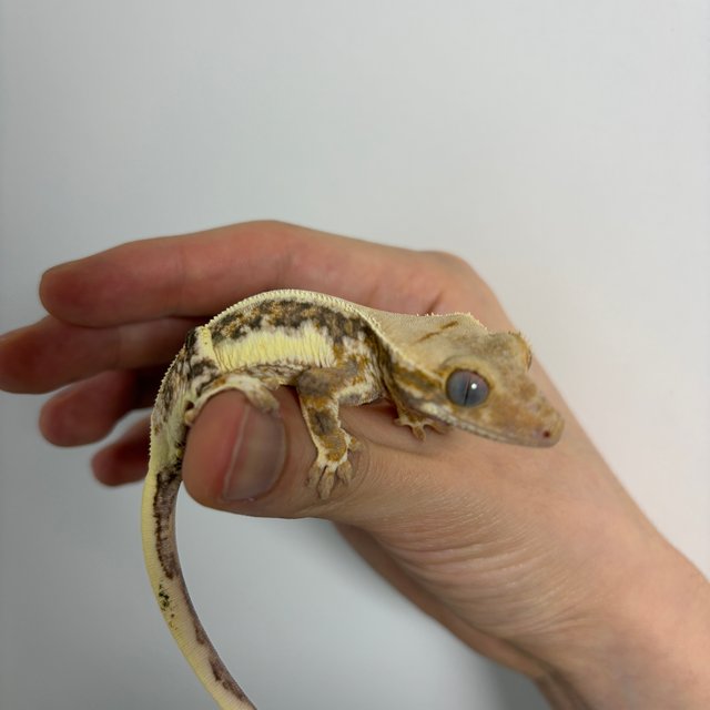 트라이 릴리화이트