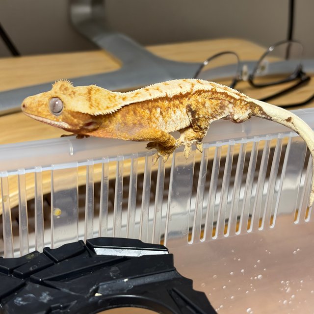 레드 트라이 익스트림할리퀸