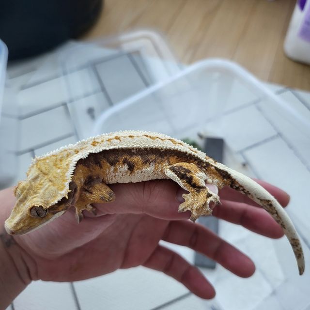 트라이 풀핀 핀스트라이프 텐저린 레이지