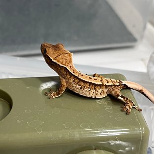 노멀 트라이 화이트스팟