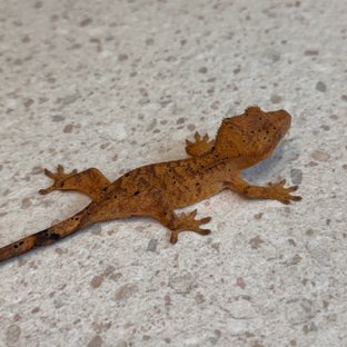 노멀 슈퍼달마시안