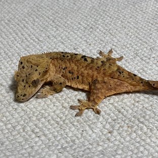 슈퍼달마시안