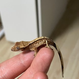 노멀 트라이 화이트스팟