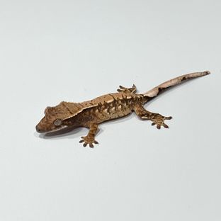 노멀 트라이 화이트스팟