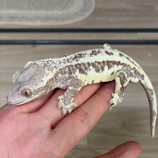 자바칩