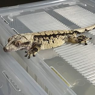 디보