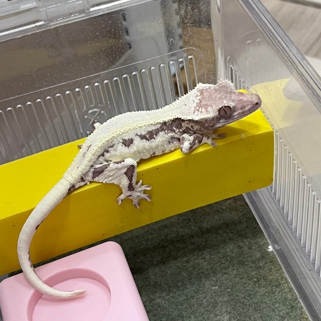 프라푸치노