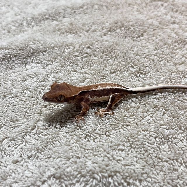 프라푸치노
