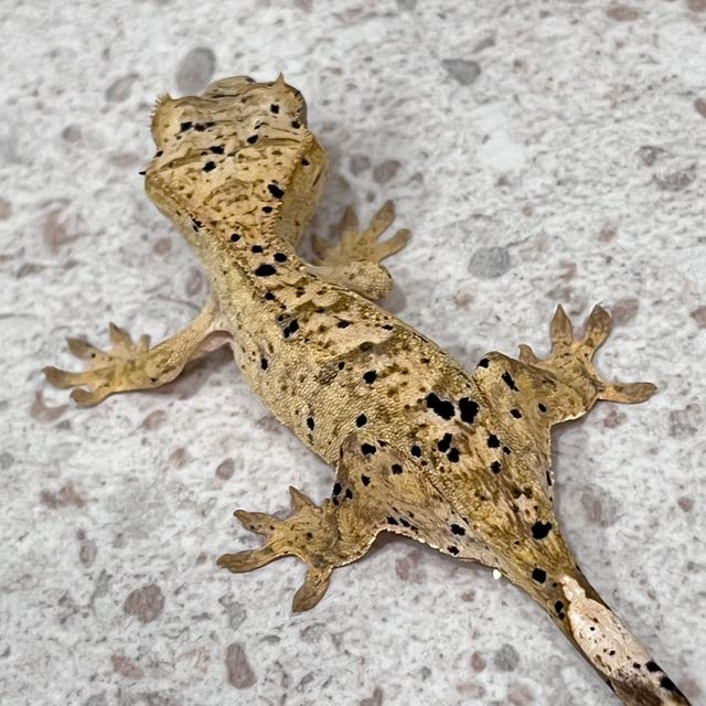 슈퍼달마시안