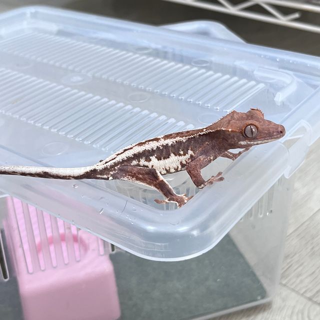 프라푸치노