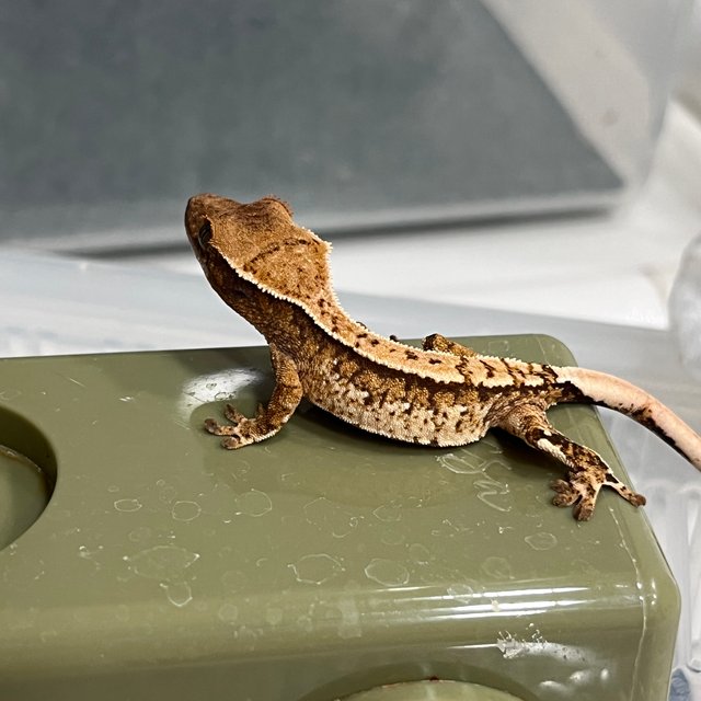 노멀 트라이 화이트스팟