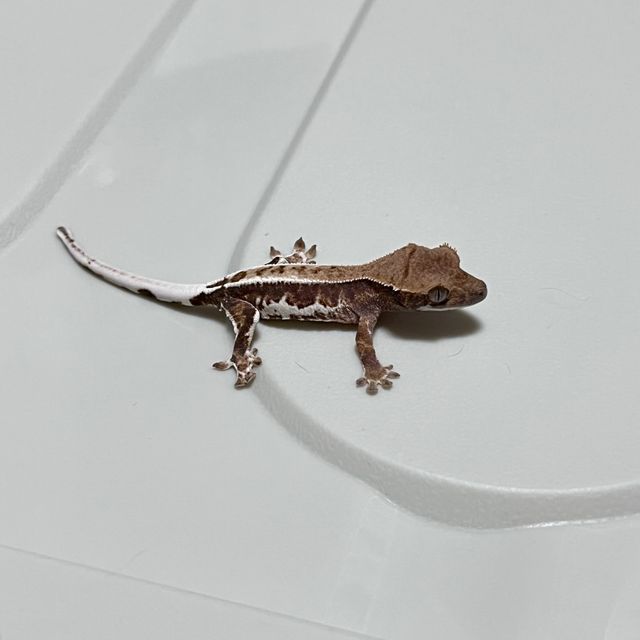 프라푸치노