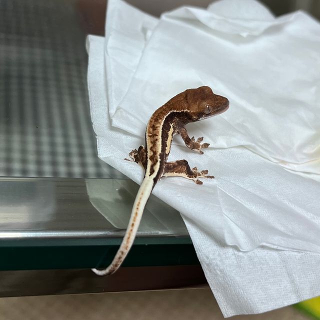 프라푸치노